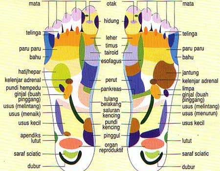 Detail Gambar Kelenjar Timus Nomer 55