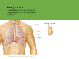 Detail Gambar Kelenjar Timus Nomer 57