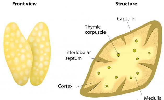 Detail Gambar Kelenjar Timus Nomer 9