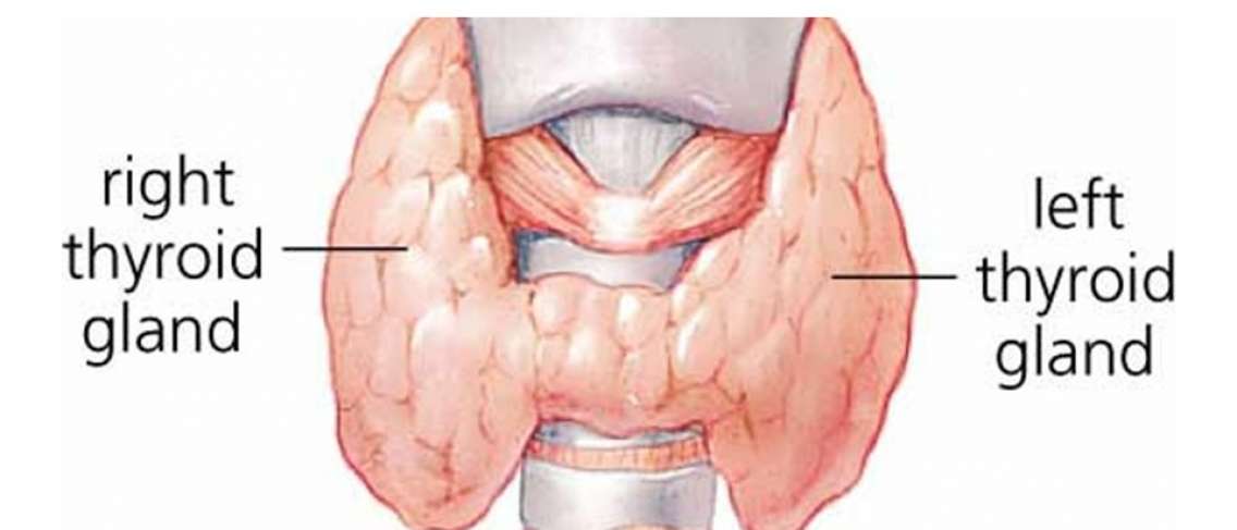 Gambar Kelenjar Tiroid - KibrisPDR