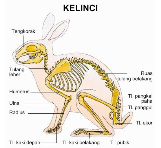 Detail Gambar Kelinci Nampak Kakinya 4 Nomer 5