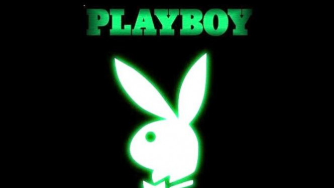 Detail Gambar Kelinci Playboy Nomer 9