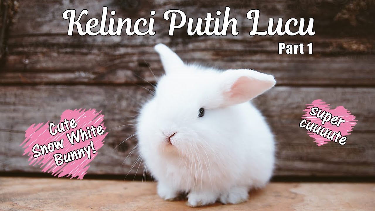 Detail Gambar Kelinci Putih Lucu Nomer 57