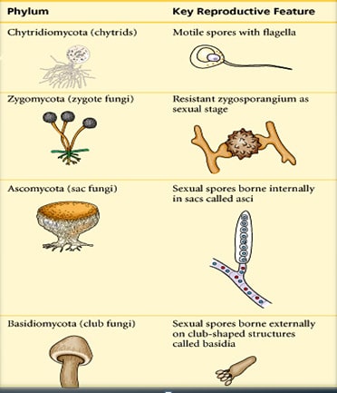 Detail Gambar Kelompok Ascomycotina Nomer 13