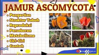 Detail Gambar Kelompok Ascomycotina Nomer 19