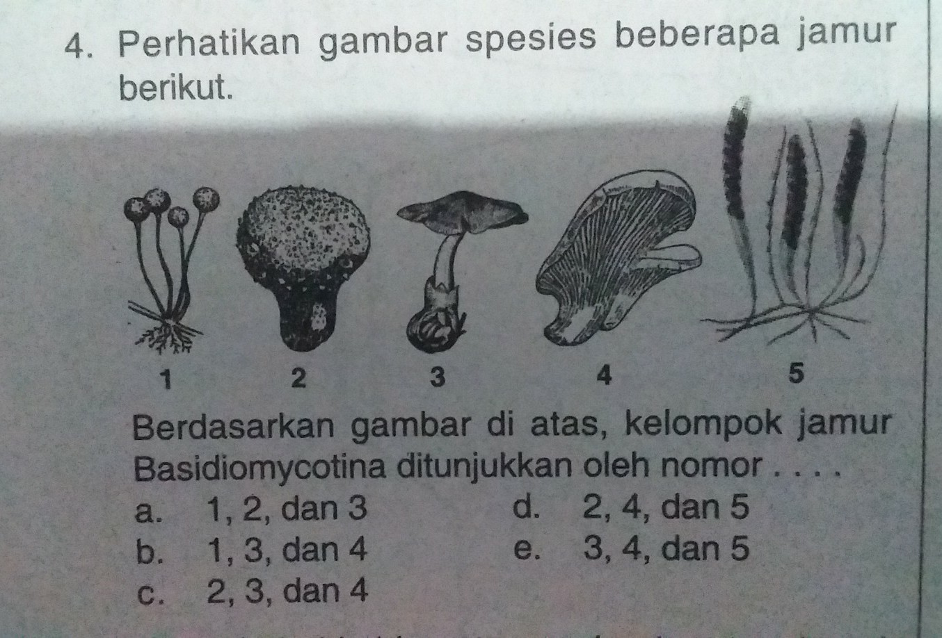 Detail Gambar Kelompok Ascomycotina Nomer 21