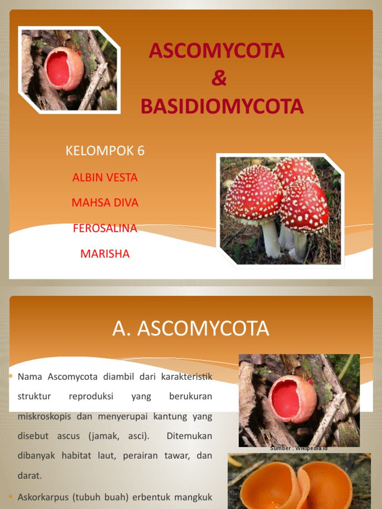Detail Gambar Kelompok Ascomycotina Nomer 22