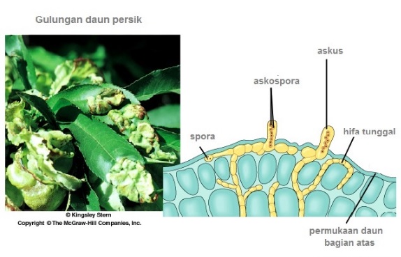 Detail Gambar Kelompok Ascomycotina Nomer 37