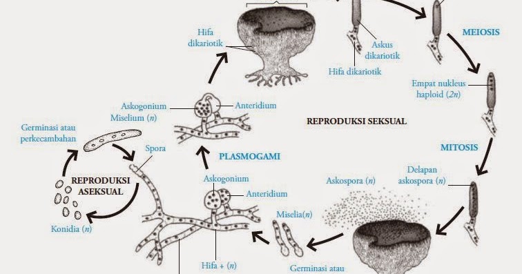 Detail Gambar Kelompok Ascomycotina Nomer 40