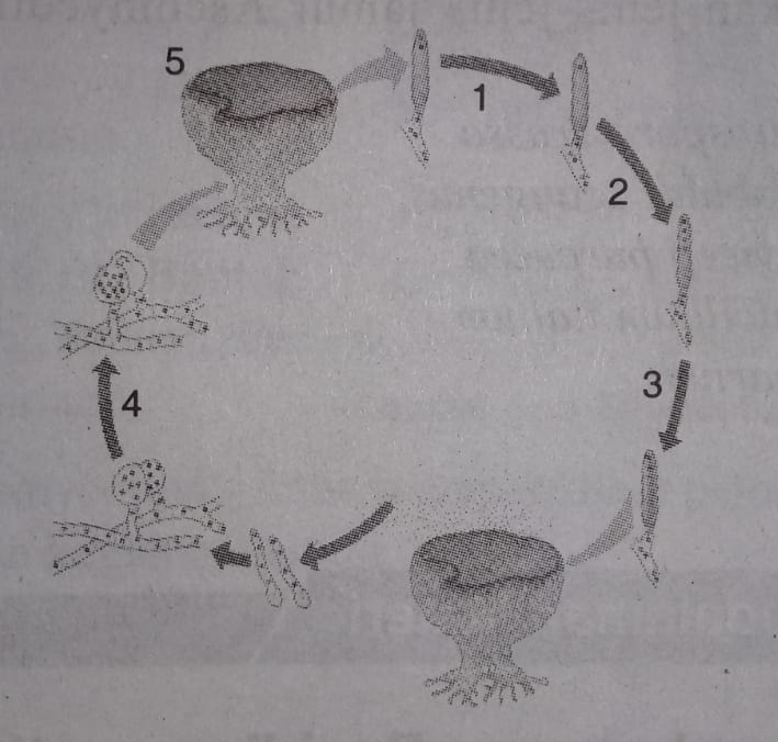 Detail Gambar Kelompok Ascomycotina Nomer 46