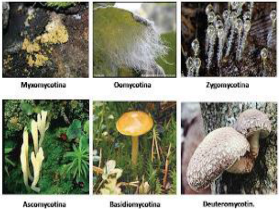 Detail Gambar Kelompok Ascomycotina Nomer 56