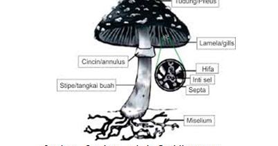 Detail Gambar Kelompok Basidiomycotina Nomer 12