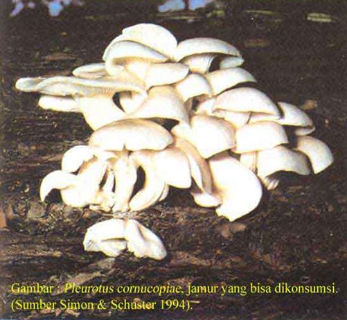 Detail Gambar Kelompok Basidiomycotina Nomer 17