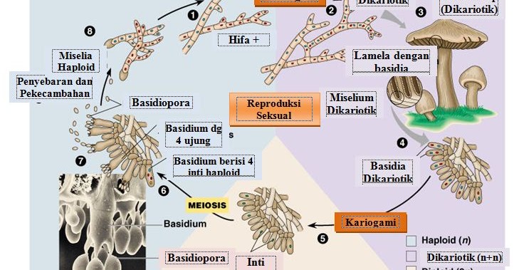 Detail Gambar Kelompok Basidiomycotina Nomer 18