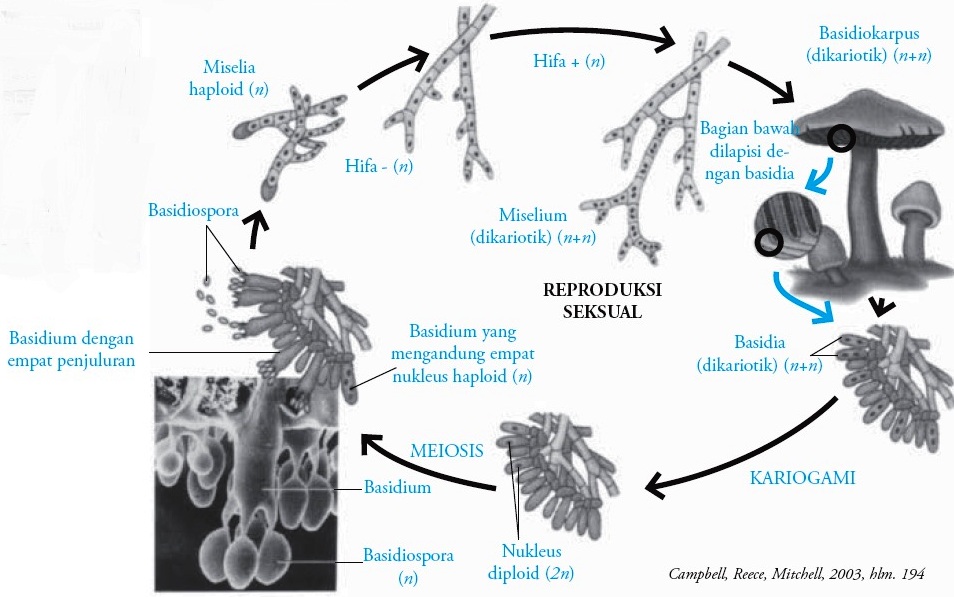 Detail Gambar Kelompok Basidiomycotina Nomer 20