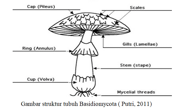 Detail Gambar Kelompok Basidiomycotina Nomer 9
