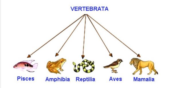 Gambar Kelompok Hewan Vertebrata - KibrisPDR