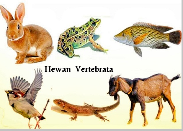 Detail Gambar Kelompok Hewan Vertebrata Nomer 3