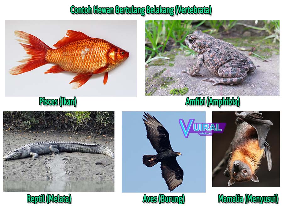 Detail Gambar Kelompok Hewan Vertebrata Nomer 21