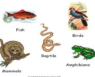 Detail Gambar Kelompok Hewan Vertebrata Nomer 38