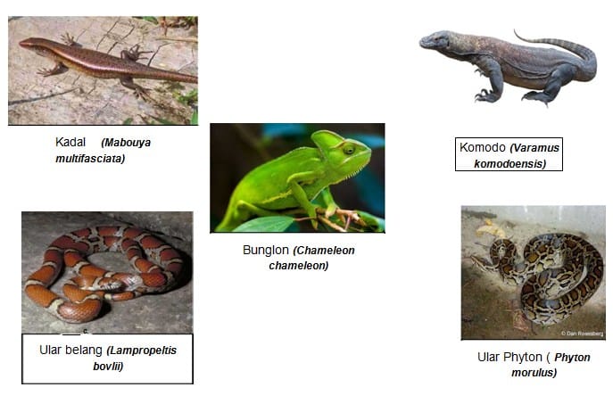 Detail Gambar Kelompok Hewan Vertebrata Nomer 39