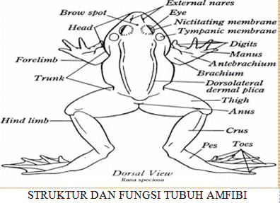 Detail Gambar Kelompok Hewan Vertebrata Nomer 46