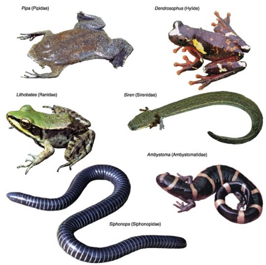 Detail Gambar Kelompok Hewan Vertebrata Nomer 7