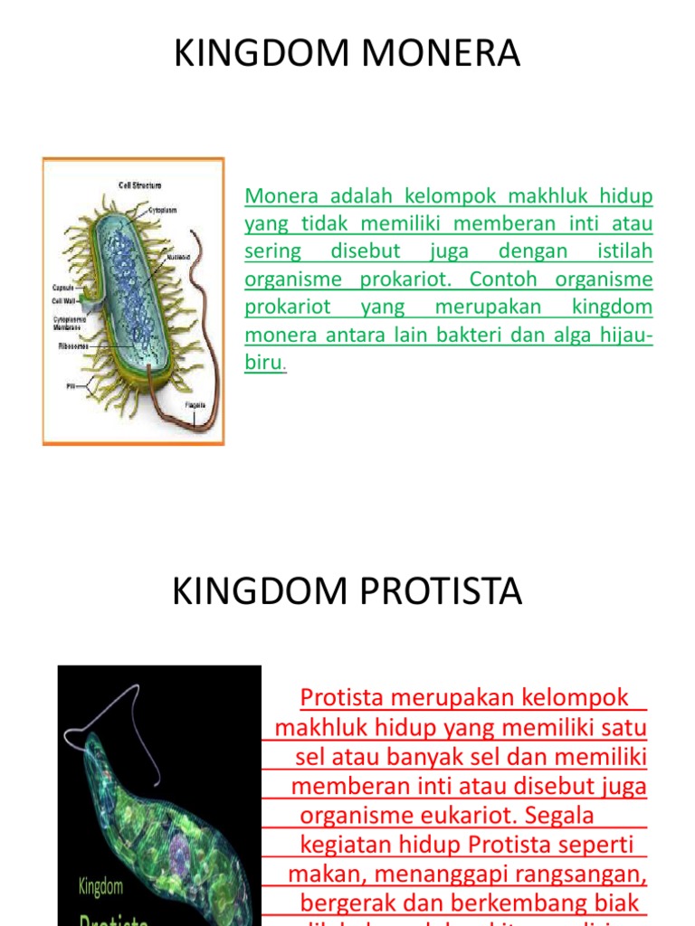 Detail Gambar Kelompok Monera Nomer 41