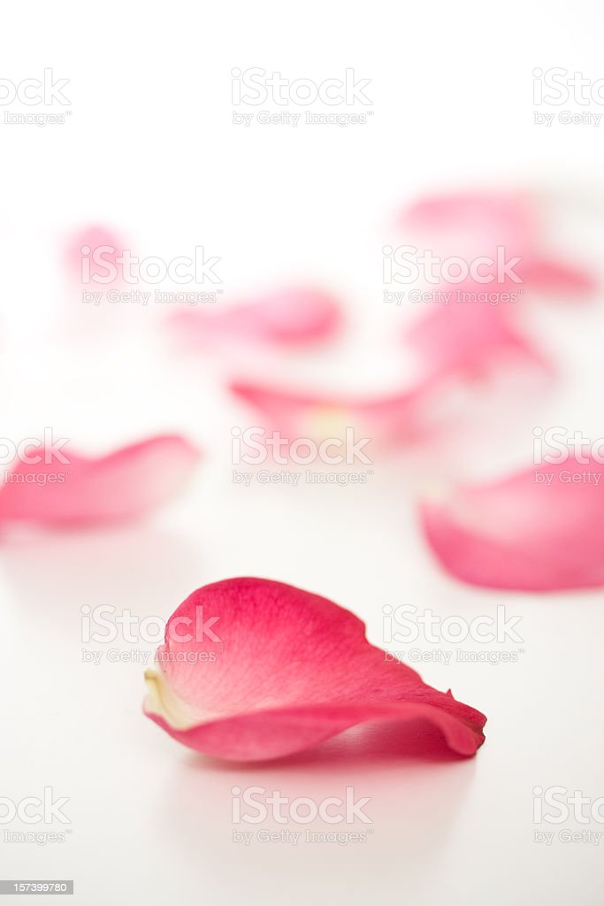 Detail Gambar Kelopak Bunga Mawar Jatuh Nomer 5
