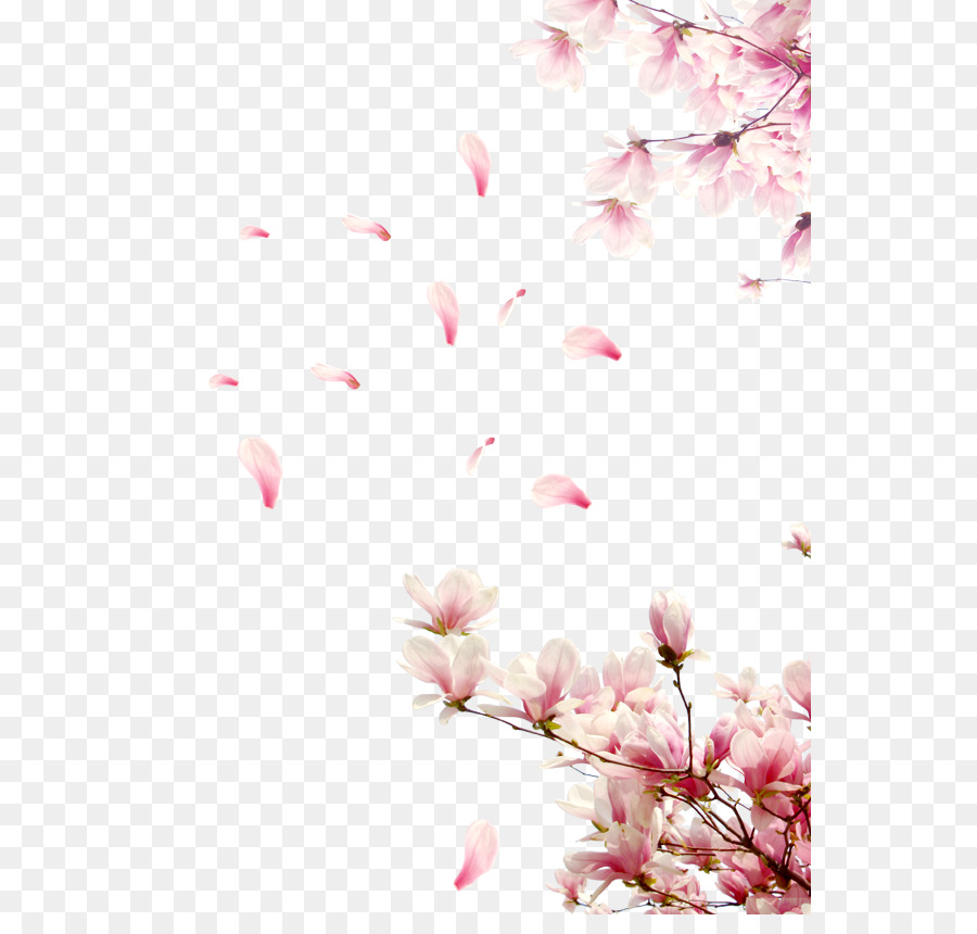 Detail Gambar Kelopak Bunga Mawar Jatuh Nomer 43