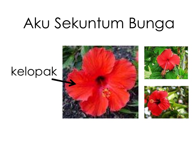 Detail Gambar Kelopak Bunga Raya Nomer 31