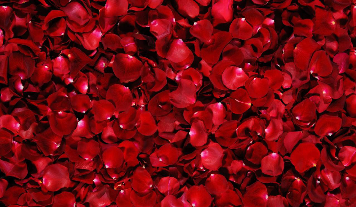 Detail Gambar Kelopak Mawar Merah Nomer 16