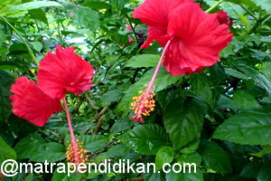 Download Gambar Kembang Bunga Raya Nomer 1