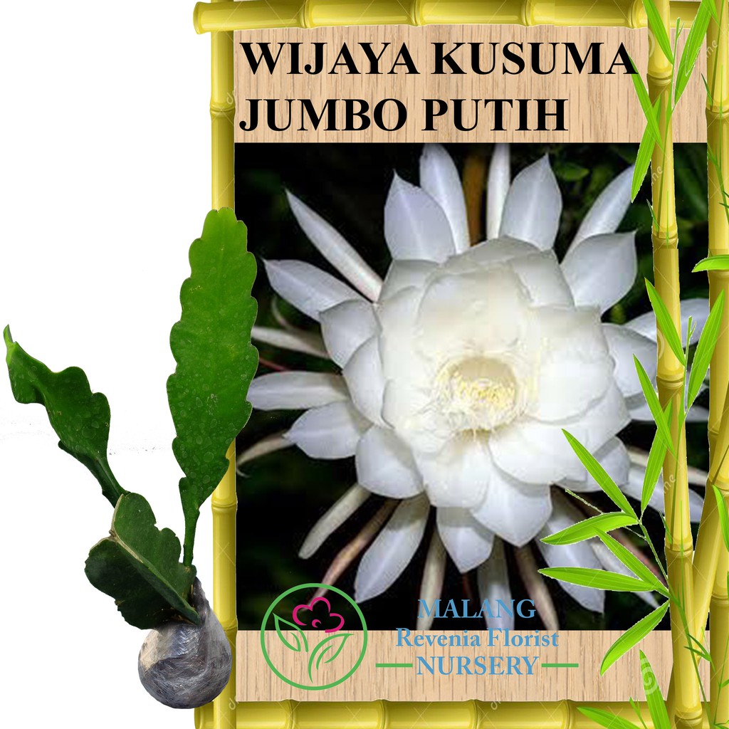 Detail Gambar Kembang Wijaya Kusuma Nomer 45