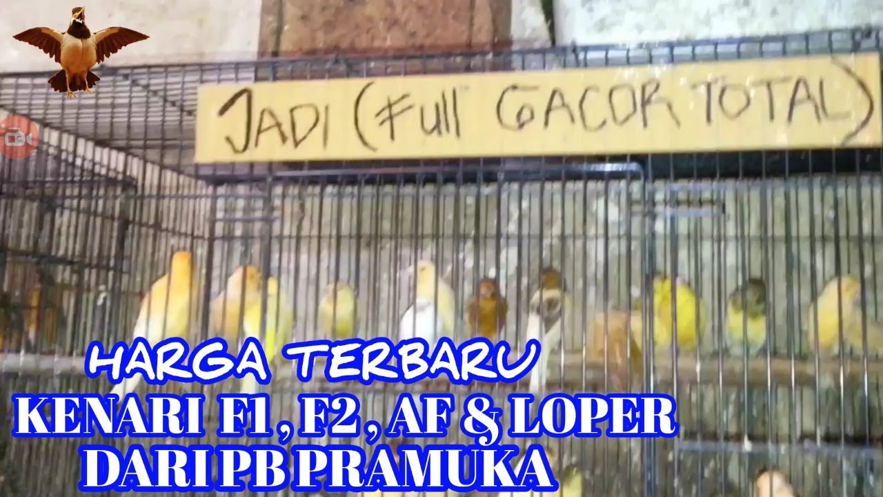 Detail Gambar Kenari F1 Nomer 31