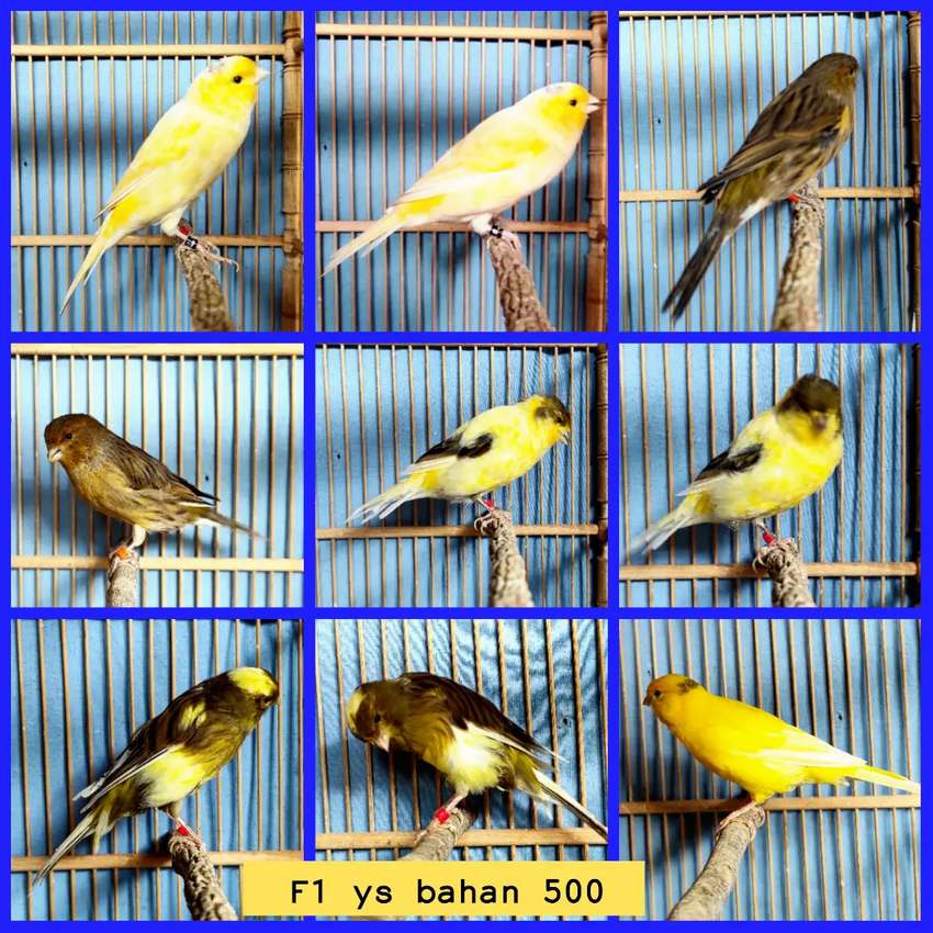 Detail Gambar Kenari F1 Nomer 41