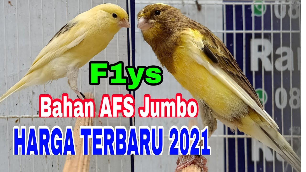 Detail Gambar Kenari F1 Nomer 44