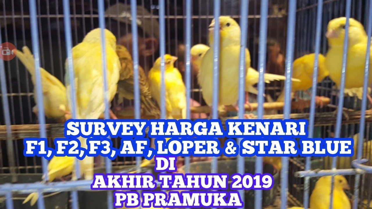 Detail Gambar Kenari F1 Nomer 48