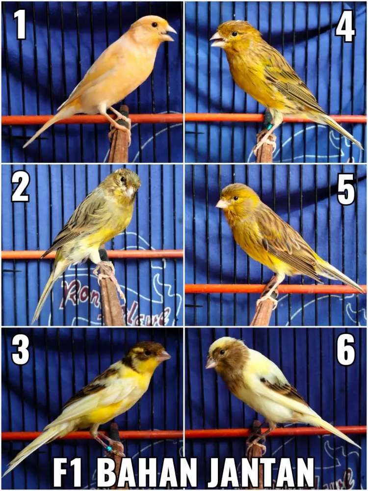 Detail Gambar Kenari F1 Nomer 7