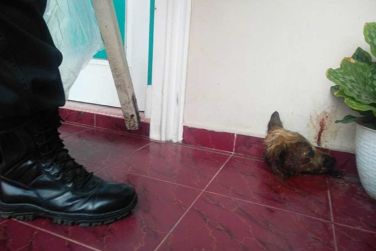 Detail Gambar Kepala Anjing Nomer 53