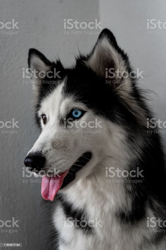 Detail Gambar Kepala Anjing Kartun Cantik Gambar Kepala Anjing Cantik Nomer 41