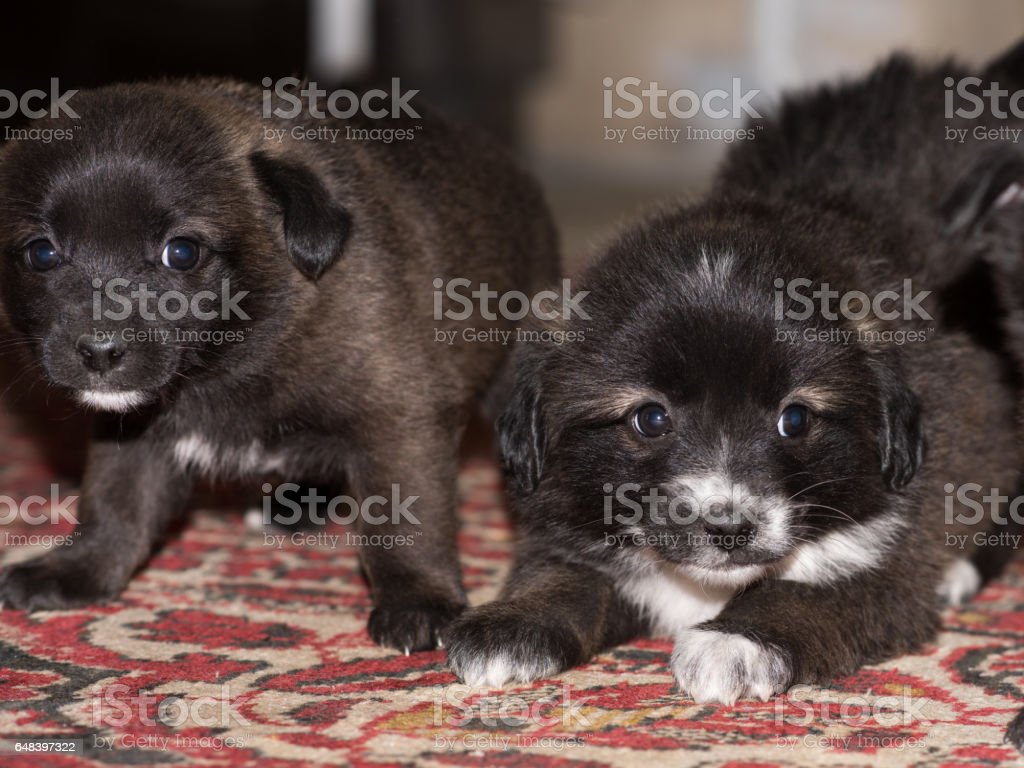 Detail Gambar Kepala Anjing Kartun Cantik Gambar Kepala Anjingkartun Cantik Nomer 27