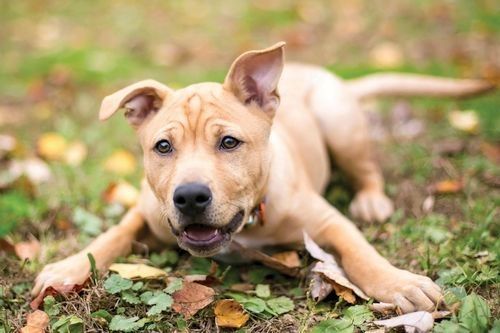 Detail Gambar Kepala Anjing Kartun Cantik Gambar Kepala Anjingkartun Cantik Nomer 41