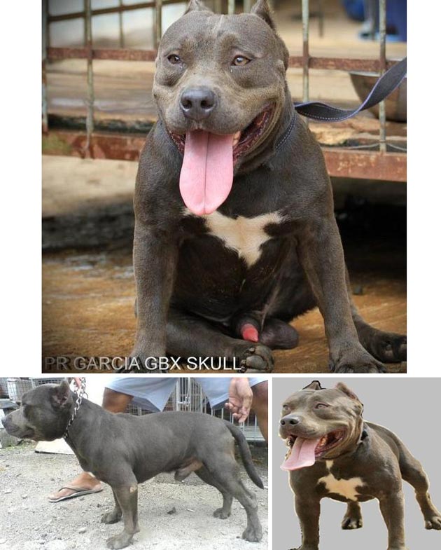 Detail Gambar Kepala Anjing Pitbull Nomer 51