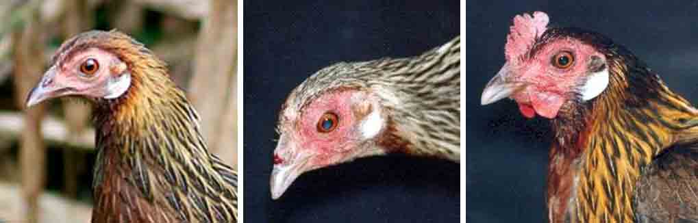Detail Gambar Kepala Ayam 2 Dimensi Nomer 12