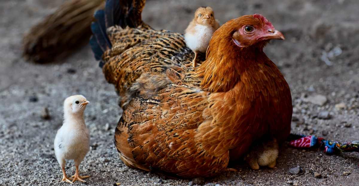 Detail Gambar Kepala Ayam 2dimensi Nomer 15