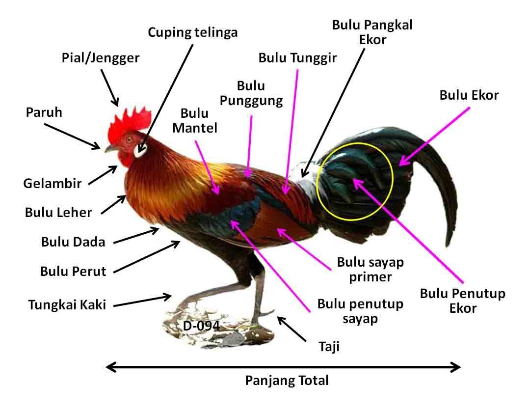 Detail Gambar Kepala Ayam 2dimensi Nomer 23