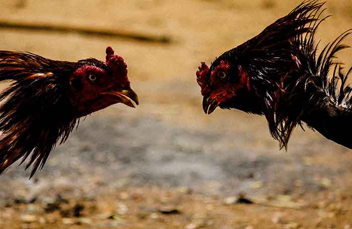 Detail Gambar Kepala Ayam 2dimensi Nomer 30