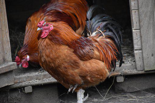 Detail Gambar Kepala Ayam 2dimensi Nomer 40