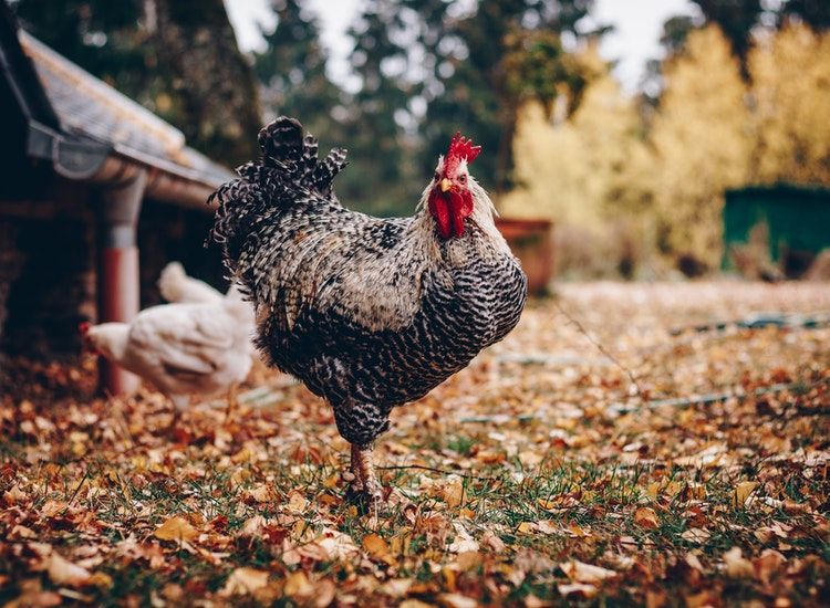 Detail Gambar Kepala Ayam 2dimensi Nomer 47